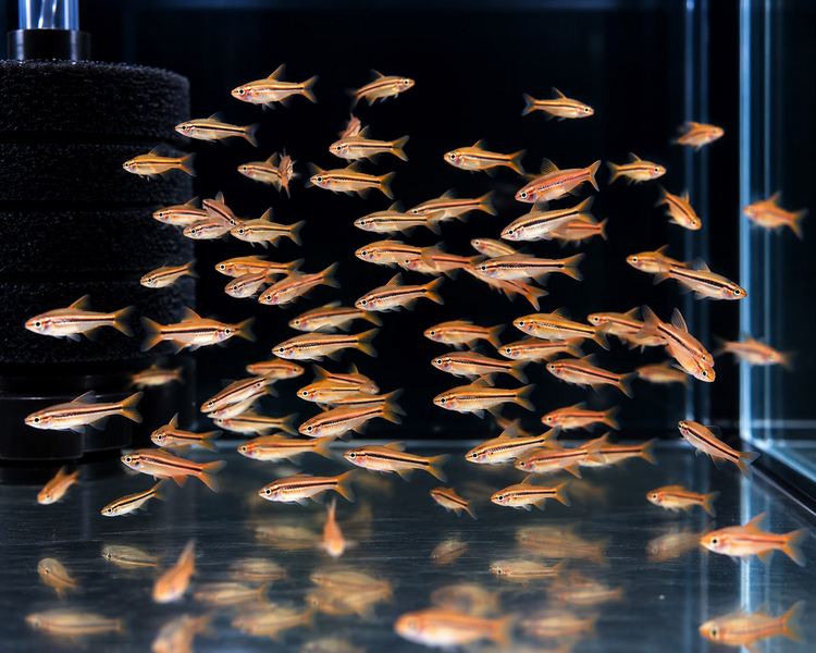 Cherry Barb ~ 2cm